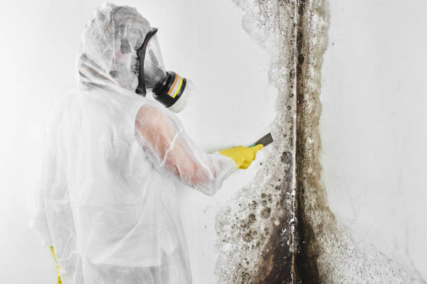 Certified Mold Removal in Butler, NJ