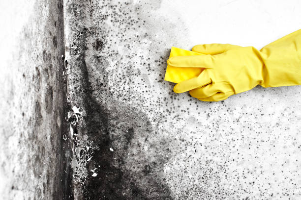 Best Attic Mold Removal  in Butler, NJ