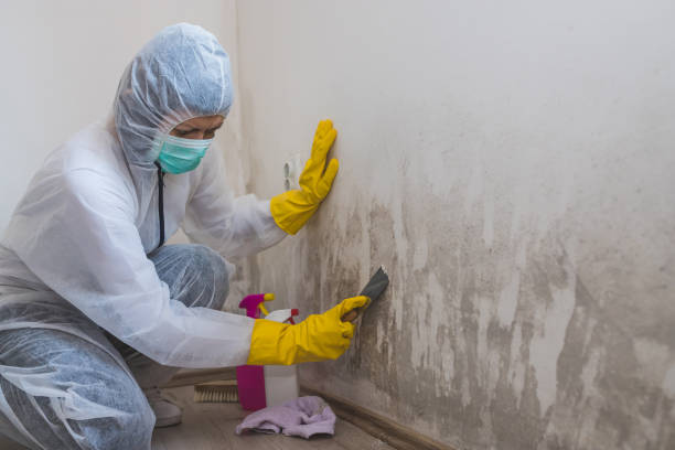 Attic Mold Removal in Butler, NJ