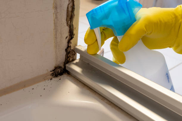 Best Toxic Mold Removal  in Butler, NJ