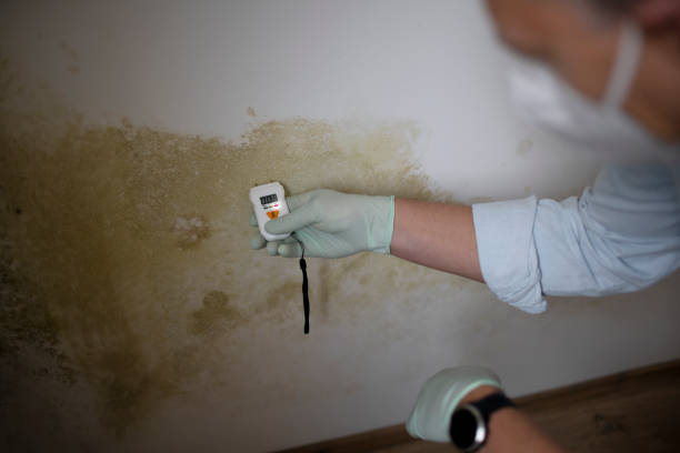 Best Residential Mold Removal  in Butler, NJ