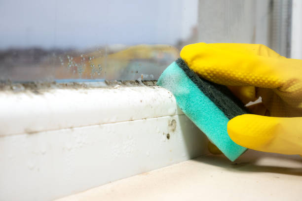 Butler, NJ Mold Removal Company