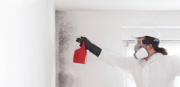 Best Mold Damage Repair  in Butler, NJ