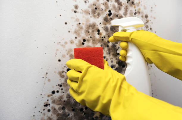 Best Professional Mold Removal  in Butler, NJ