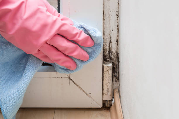 Best Residential Mold Removal  in Butler, NJ
