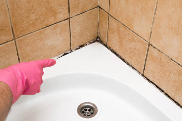 Best Certified Mold Removal  in Butler, NJ